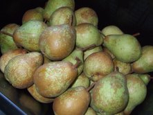 pears11